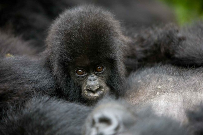 Baby gorilla in the Virunga Nationa Park, DRC